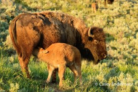 Bison Feeding